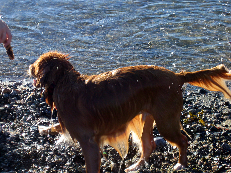 finnswim_01