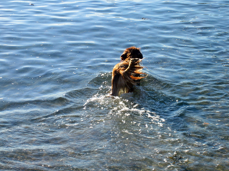 finnswim_02
