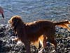 finnswim_01