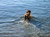 finnswim_02