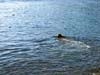 finnswim_03