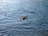 finnswim_04