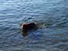 finnswim_05
