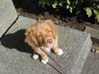 Highlight for Album: Finnegan the Duck Toller