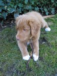 Looking for a leaf to chew