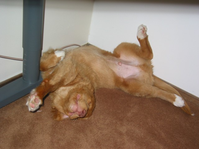 Sleepy Finney